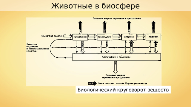 Животные в биосфере Биологический круговорот веществ 
