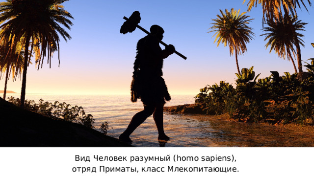 Вид Человек разумный ( homo sapiens), отряд Приматы, класс Млекопитающие. 