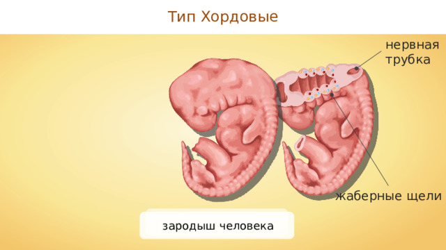 Тип Хордовые нервная трубка жаберные щели зародыш человека 