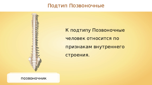 Подтип Позвоночные К подтипу Позвоночные человек относится по признакам внутреннего строения. позвоночник 