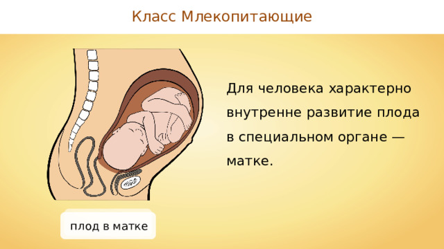 Класс Млекопитающие Для человека характерно внутренне развитие плода в специальном органе — матке. плод в матке 