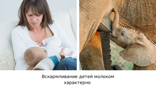 Вскармливание детей молоком характерно для всех млекопитающих. 