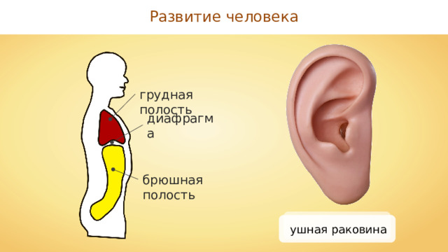 Развитие человека грудная полость диафрагма брюшная полость ушная раковина 