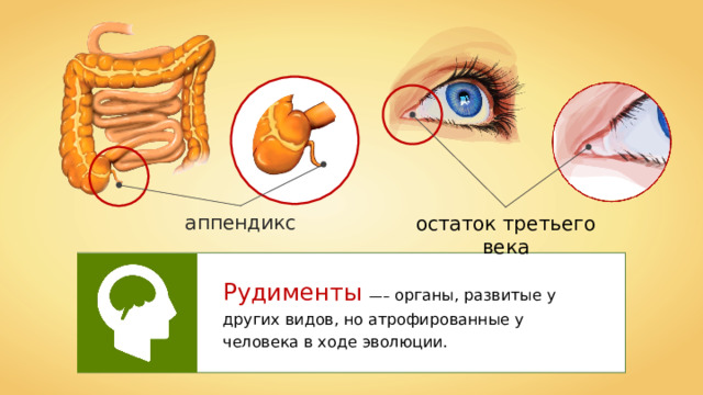 аппендикс остаток третьего века Рудименты —– органы, развитые у других видов, но атрофированные у человека в ходе эволюции. 