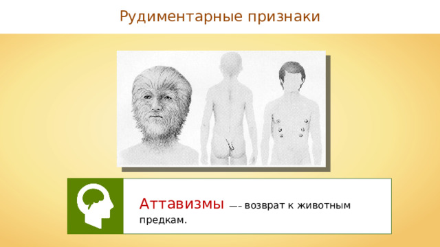 Рудиментарные признаки Аттавизмы —– возврат к животным предкам. 