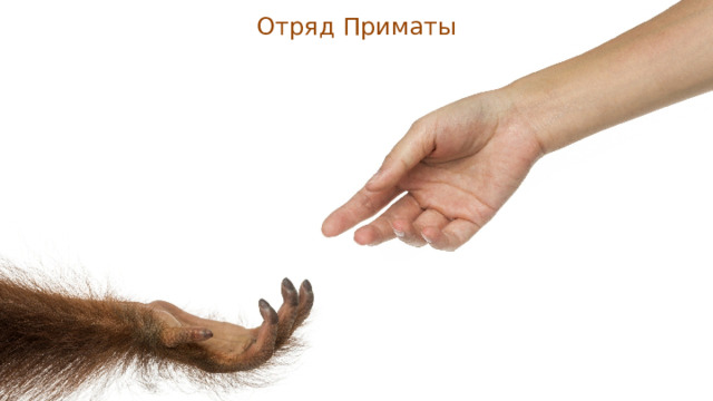 Отряд Приматы 