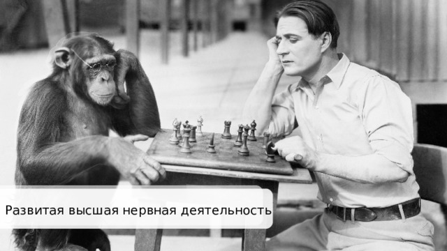 Развитая высшая нервная деятельность 