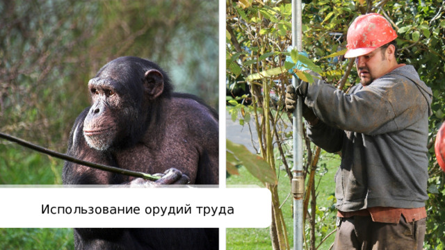 Использование орудий труда 