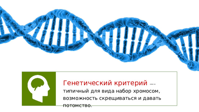 Генетический критерий —– типичный для вида набор хромосом, возможность скрещиваться и давать потомство. 
