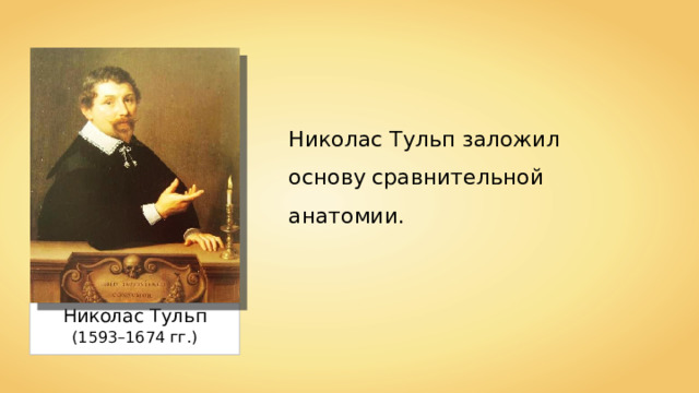 Николас Тульп заложил основу сравнительной анатомии. Николас Тульп (1593–1674 гг.) 