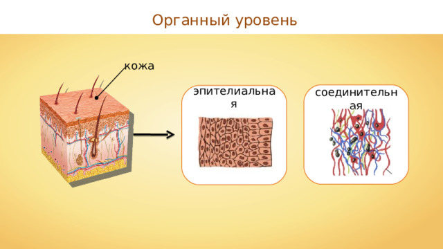 Органный уровень кожа соединительная эпителиальная 