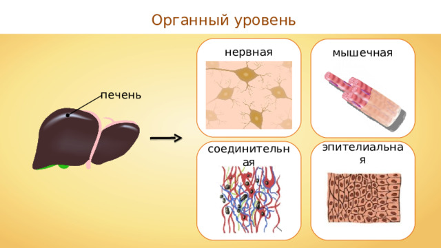 Органный уровень нервная мышечная печень эпителиальная соединительная 