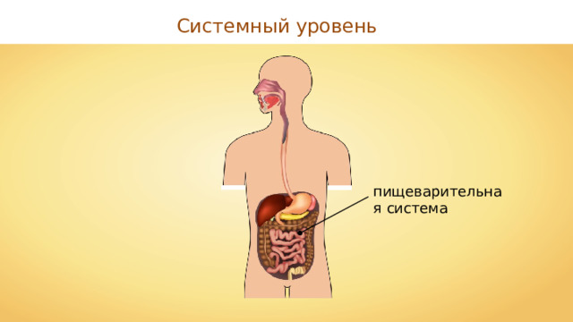 Системный уровень пищеварительная система 