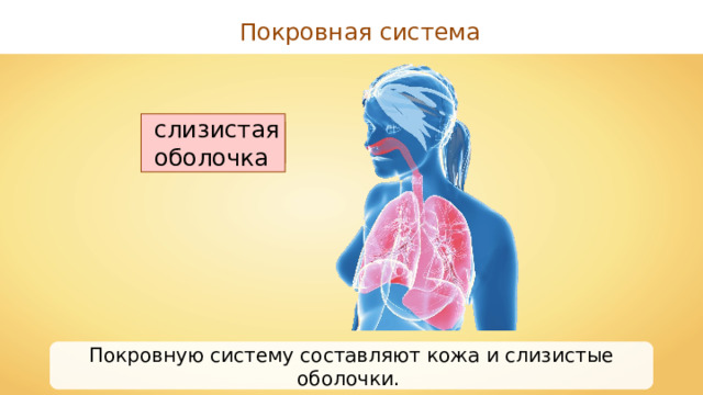 Покровная система слизистая оболочка кожа Покровную систему составляют кожа и слизистые оболочки. 