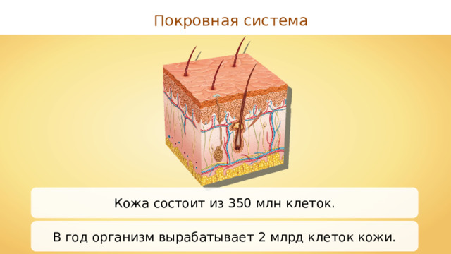 Покровная система Кожа состоит из 350 млн клеток. В год организм вырабатывает 2 млрд клеток кожи. 