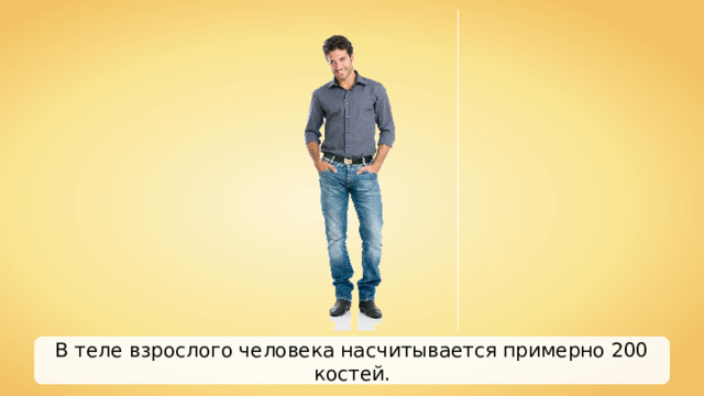 В теле взрослого человека насчитывается примерно 200 костей. 