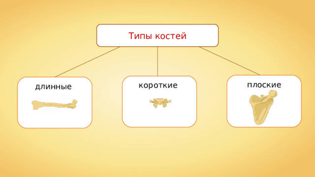 Типы костей плоские короткие длинные 