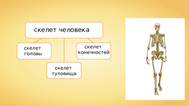 скелет человека скелет конечностей скелет головы скелет туловища 