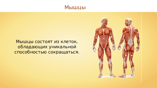 Мышцы Мышцы состоят из клеток, обладающих уникальной способностью сокращаться. 