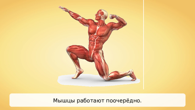 Мышцы работают поочерёдно. 