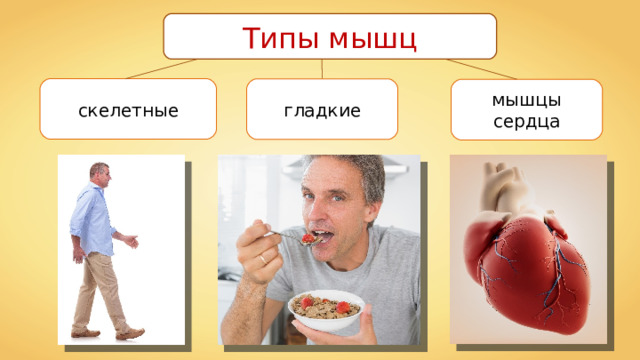 Типы мышц скелетные гладкие мышцы сердца 