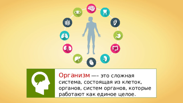 Организм  —– это сложная система, состоящая из клеток, органов, систем органов, которые работают как единое целое. 