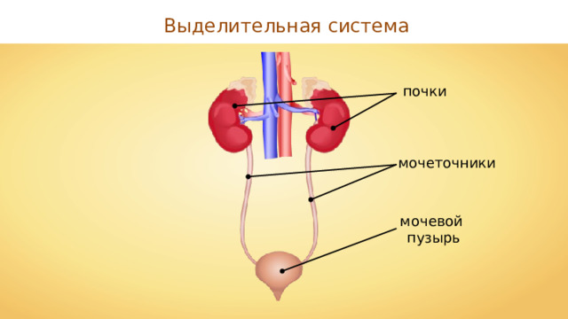 Выделительная система почки мочеточники мочевой пузырь 