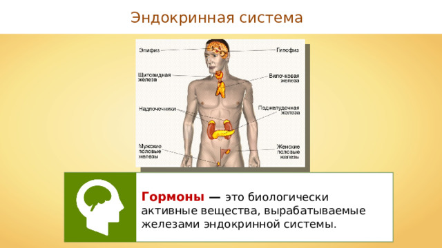 Эндокринная система Гормоны — это биологически активные вещества, вырабатываемые железами эндокринной системы. 
