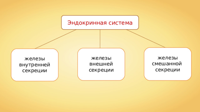 Эндокринная система железы смешанной секреции железы внешней секреции железы внутренней секреции 