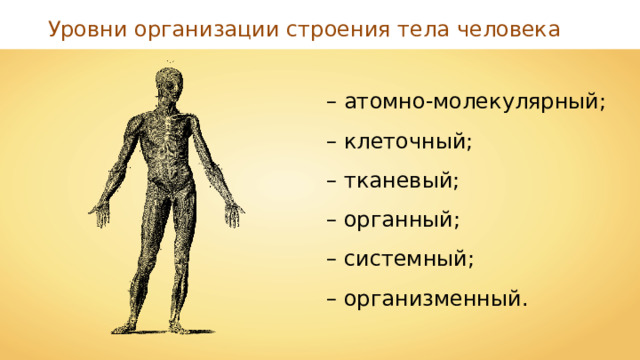 Уровни организации строения тела человека – атомно-молекулярный; – клеточный; – тканевый; – органный; – системный; – организменный. 