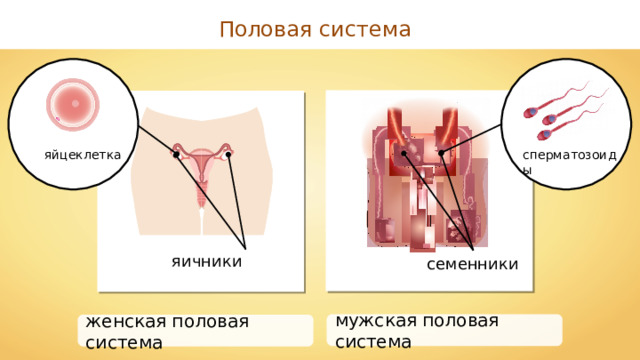 Половая система сперматозоиды яйцеклетка яичники семенники мужская половая система женская половая система 