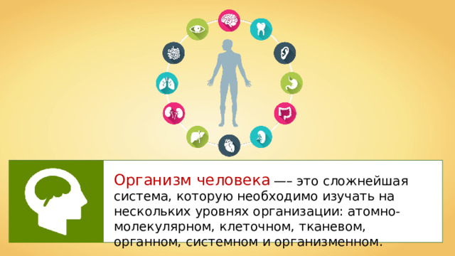 Организм человека  —– это сложнейшая система, которую необходимо изучать на нескольких уровнях организации: атомно-молекулярном, клеточном, тканевом, органном, системном и организменном. 