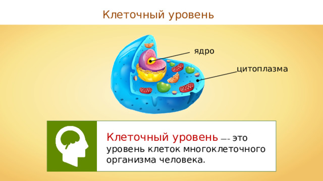 Клеточный уровень ядро цитоплазма Клеточный уровень  —– это уровень клеток многоклеточного организма человека. 