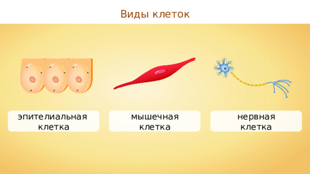 Виды клеток эпителиальная клетка мышечная клетка нервная клетка 