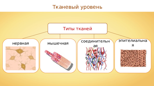 Тканевый уровень Типы тканей соединительная эпителиальная мышечная нервная 