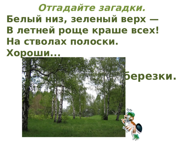 Отгадайте загадки. Белый низ, зеленый верх — В летней роще краше всех! На стволах полоски. Хороши...  березки.     