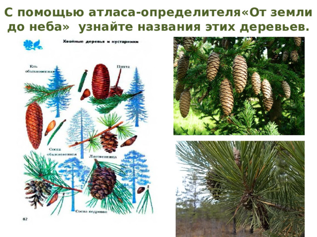С помощью атласа-определителя«От земли до неба»  узнайте названия этих деревьев. 