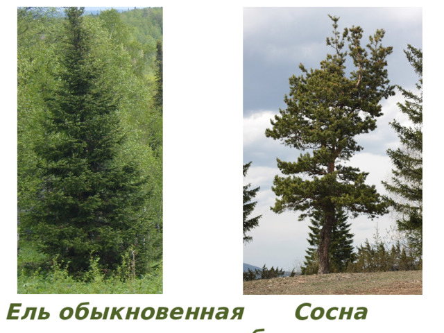  Ель обыкновенная Сосна обыкновенная 