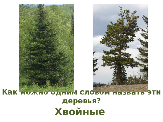 Как можно одним словом назвать эти деревья? Хвойные 