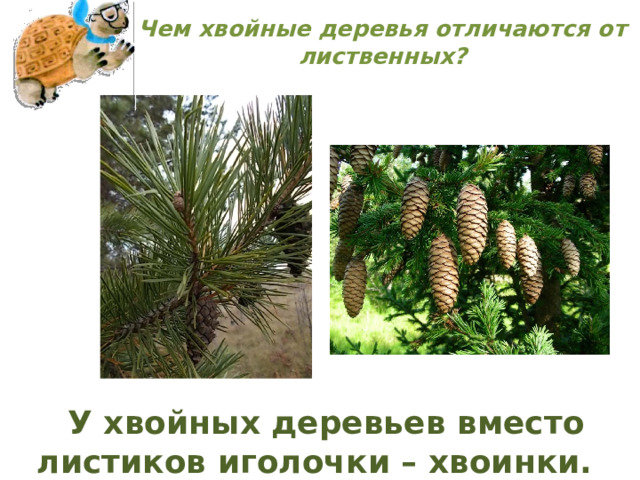 Чем хвойные деревья отличаются от лиственных?      У хвойных деревьев вместо листиков иголочки – хвоинки. 