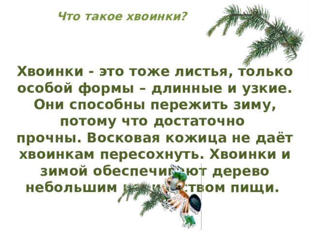 Что такое хвоинки? Хвоинки - это тоже листья, только особой формы – длинные и узкие. Они способны пережить зиму, потому что достаточно прочны. Восковая кожица не даёт хвоинкам пересохнуть. Хвоинки и зимой обеспечивают дерево небольшим количеством пищи. 