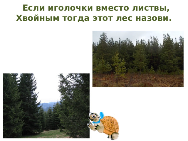 Если иголочки вместо листвы,  Хвойным тогда этот лес назови.   