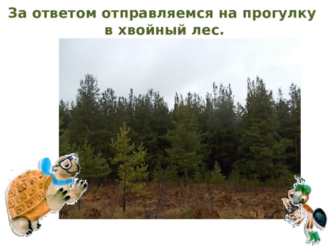 За ответом отправляемся на прогулку  в хвойный лес. 