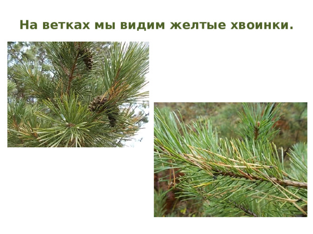 На ветках мы видим желтые хвоинки. 