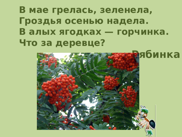 В мае грелась, зеленела, Гроздья осенью надела. В алых ягодках — горчинка. Что за деревце? Рябинка 