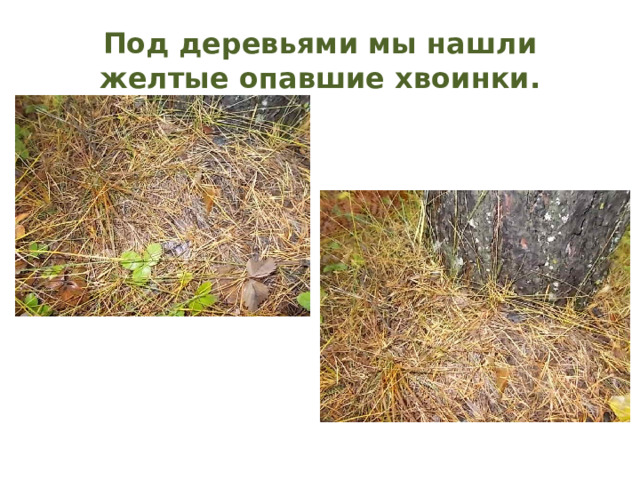 Под деревьями мы нашли желтые опавшие хвоинки. 