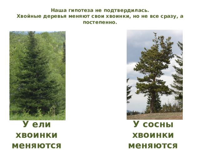 Наша гипотеза не подтвердилась.  Хвойные деревья меняют свои хвоинки, но не все сразу, а постепенно.   У ели хвоинки меняются через У сосны хвоинки меняются через 2 – 3 года. 6 – 7 лет. 