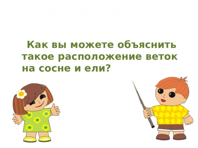   Проблемный вопрос.  Как вы можете объяснить такое расположение веток на сосне и ели? 