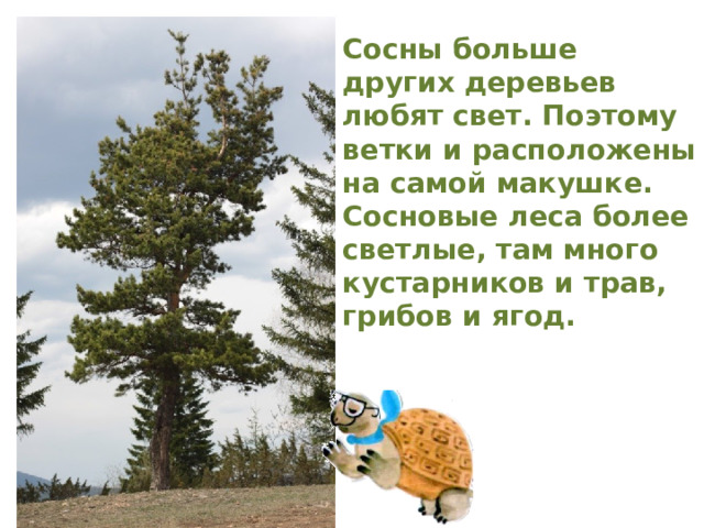 Сосны больше других деревьев любят свет. Поэтому ветки и расположены на самой макушке. Сосновые леса более светлые, там много кустарников и трав, грибов и ягод. 
