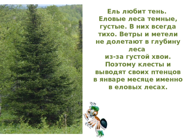 Ель любит тень.  Еловые леса темные, густые. В них всегда тихо. Ветры и метели не долетают в глубину леса  из-за густой хвои. Поэтому клесты и выводят своих птенцов в январе месяце именно в еловых лесах. 